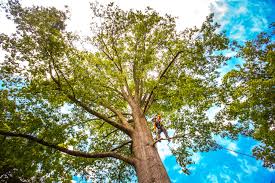 Best Stump Grinding and Removal  in Clare, MI