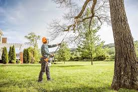 Best Tree Removal  in Clare, MI