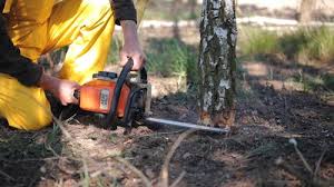 Best Hazardous Tree Removal  in Clare, MI