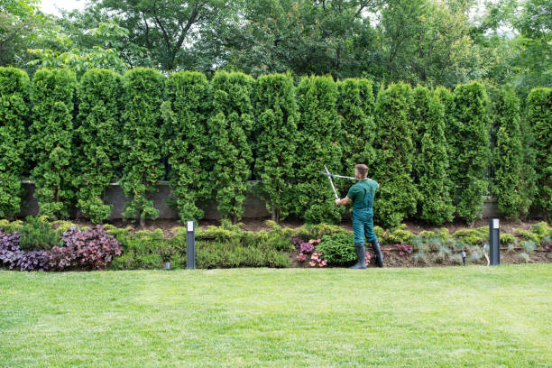  Clare, MI Tree Care Services Pros