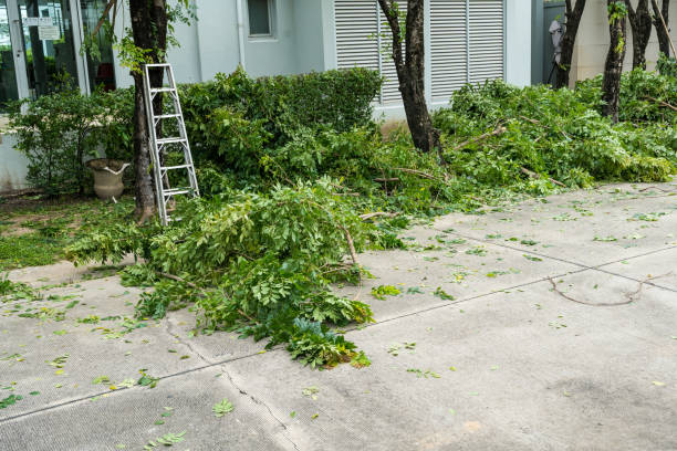 Best Palm Tree Trimming  in Clare, MI